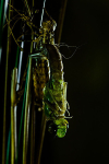 Emerging Emperor