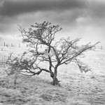 Tree, Infrared (square format)