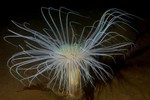 Pachycerianthus multiplacatus