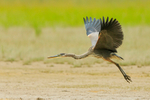 Great Blue Heron in flight, Mud Lake, Canada