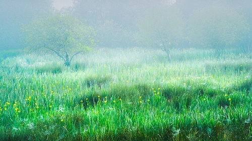 Misty marsh morning 1