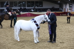 Class E - Best Turned Out Champ portfolio