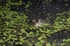 Marsh Frog