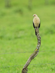 Yellow-headed Caracara (adult), Panama