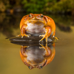 False Tomato Frog