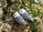 Kittiwakes
