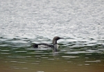 Black-throated Diver