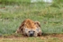 _84Y0639 Amboseli