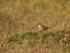 Skylark