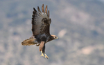 Common buzzard