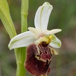 Apennine Late Spider orchid (Ophrys dinarica also Ophrys fuciflora ssp dinarica).