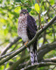 Sparrowhawk (juvenile) perched on a branch