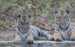 But the cubs very curious spent few minutes more.