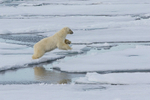 Jumping bear
