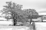 Snowy Oaks in Monochrome