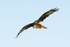Red Kite 2