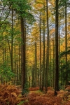Autumn Colours