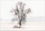 Fresh snow and tree