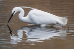 Little Egret