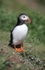 Puffin