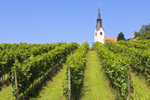 Vineyard church