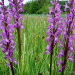 Robust Marsh Orchid (Dactylorhiza elata)