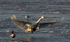 WHOOPER SWAN WINTER 2010