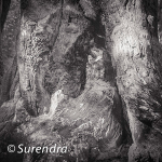 Bark 41
