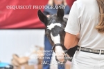 JAC_6082