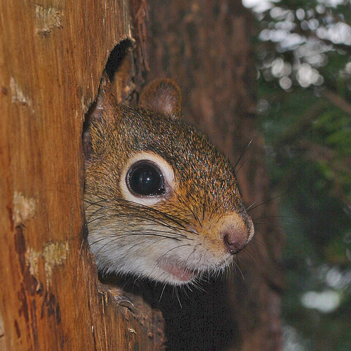 A red squirrel with an inquisitive expression momentarily pokes it's head out of the nest.