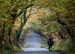 Autumn leaves tunnel