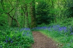 Cadora Woods