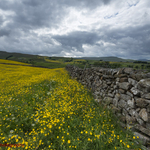 Yorkshire and the North East portfolio