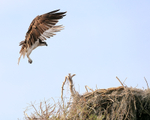 Osprey approaching nest, Blue Cypress Lake, Florida