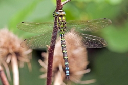 Southern Hawker Dragonfly