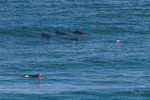 Dolphins with surfers 1