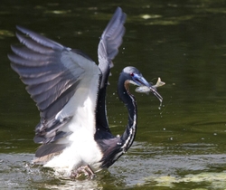 Tricolored Heron _0007