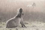 KONIK HORSES - OARE MARSHES NATURE RESERVE, KENT, UK