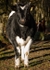 Cattle (04)