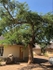 The Weeping Boer Tree, Sth Africa
