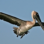 Pelican-flight-1-0649