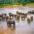 Elephant wash