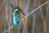 Kingfisher (Alcedo atthis) female