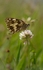 Marbled White Butterfly
