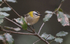 Firecrest