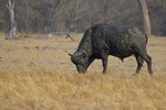 Buffalo  (bull)
