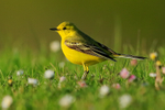 Yellow Wagtail, Farmoor Reservoir, Oxfordshire