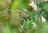 Scorpion Fly