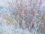 FIRST FROST - NORFOLK COUNTY