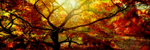 Flaming Autumn